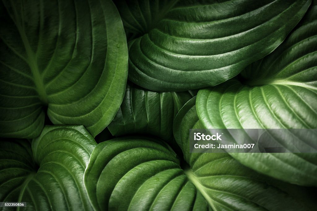 Sfondo foglie verdi - Foto stock royalty-free di Foglia