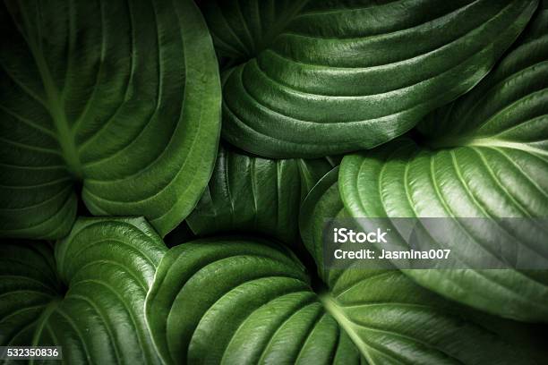 Green Leaves Background Stock Photo - Download Image Now - Leaf, Plant, Close-up