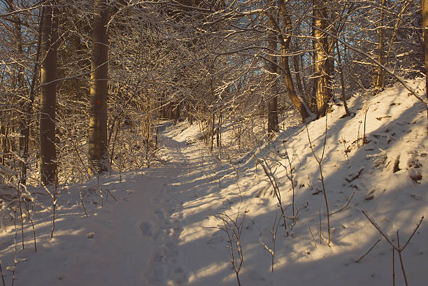 istock snowy winter forest with snow covered trees - retro vintage 532350889