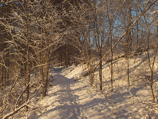 istock snowy winter forest with snow covered trees - retro vintage 532350893
