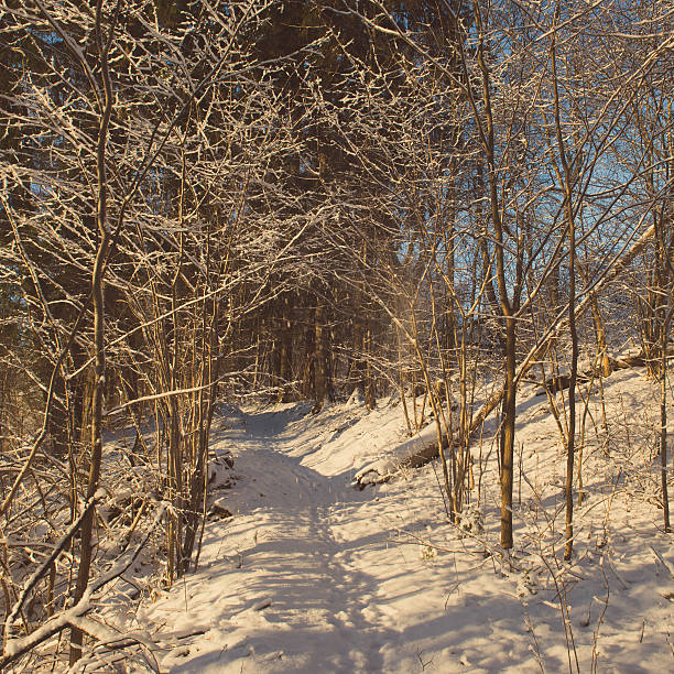 istock snowy winter forest with snow covered trees - retro vintage 532350895