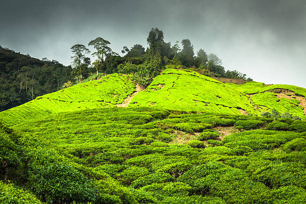 istock Tea plantation Cameron highlands, Malaysia 532351463