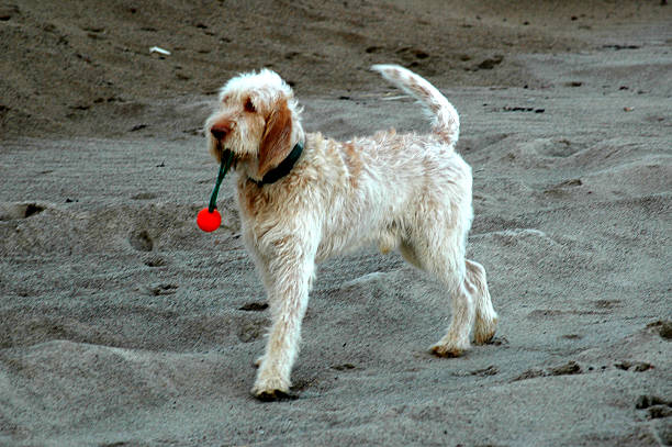 spinone pies - italian spinone zdjęcia i obrazy z banku zdjęć