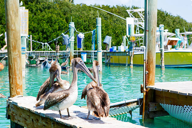 istock Big brown pelicans in Islamorada, Florida Keys 532352014