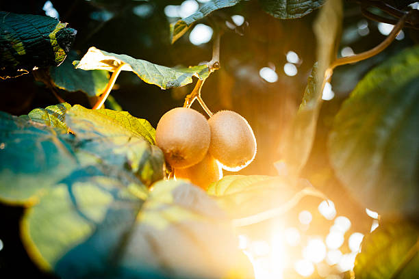 kiwi fruit on branch stock photo