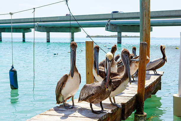 istock Big brown pelicans in Islamorada, Florida Keys 532352098