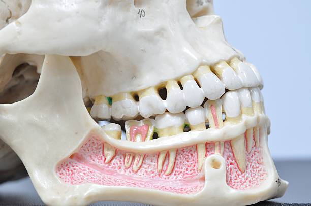 istock close up to human teeth anatomy 532352439
