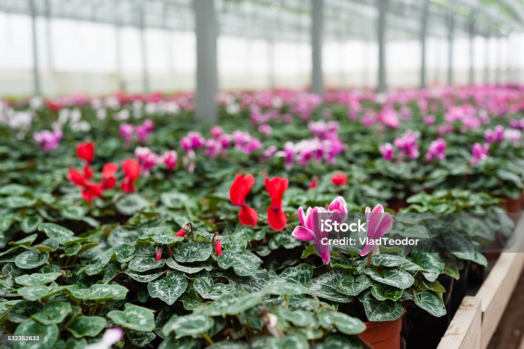 Flower culture in a greenhouse 2015 Stock Photo