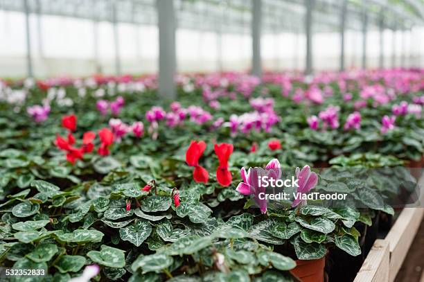 Flower Culture In A Greenhouse Stock Photo - Download Image Now - 2015, Agriculture, Blossom