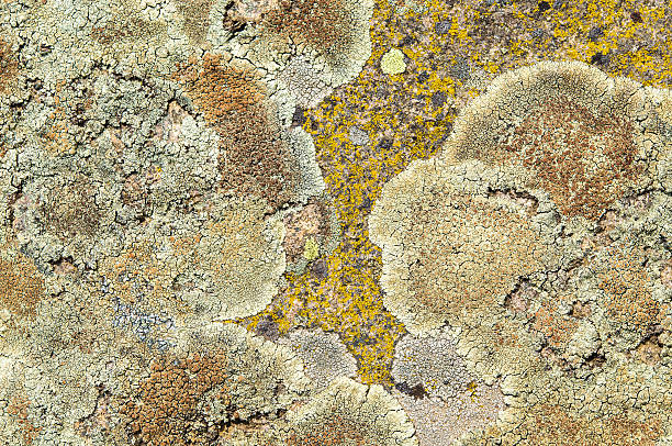 istock Lichens are symbiotic fungi and algae. 532352978
