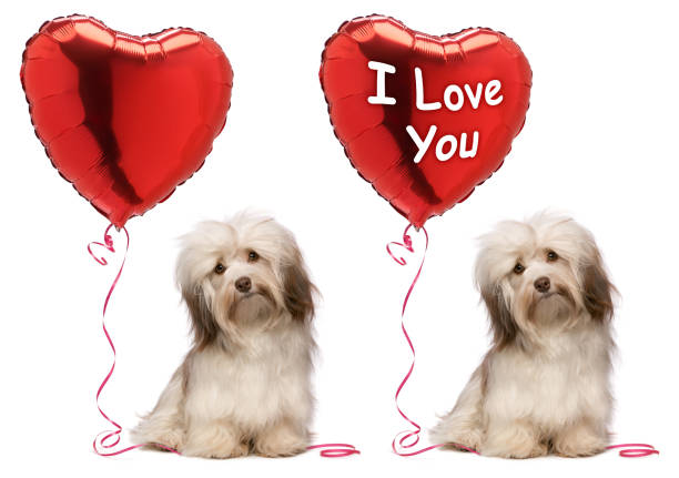 istock Lover Valentine Havanese dog set 532353035