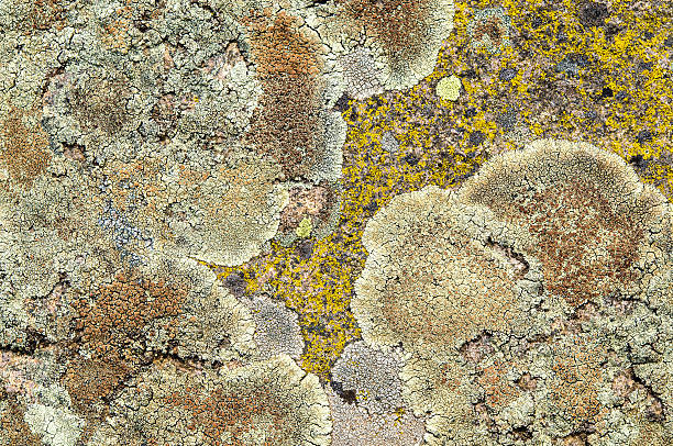 istock Lichens are symbiotic fungi and algae. 532353114