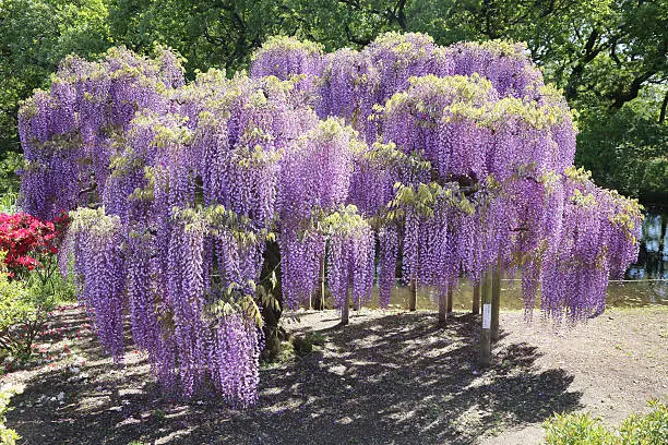 wisteria tree in japan