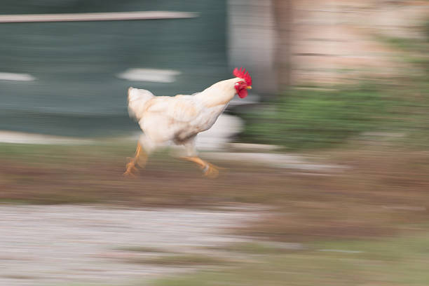 white cock running in the grass