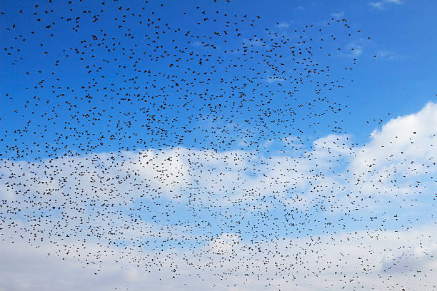 istock flock of birds 532353233