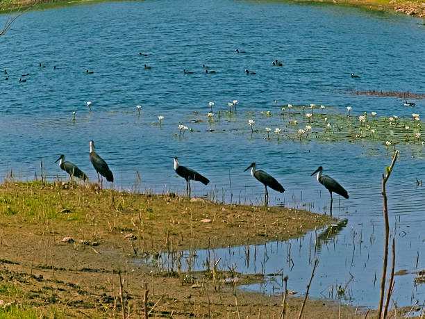 istock Woolly nacked storks, Ciconia episcopus 532353507
