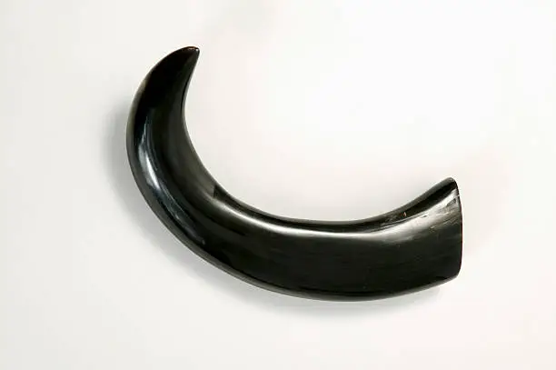 Water-buffalo horn, close-up