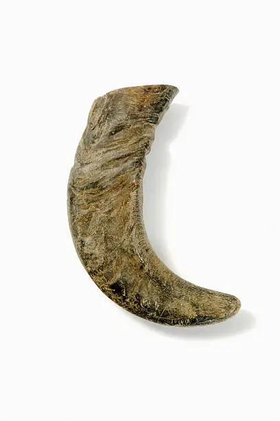 Water-buffalo horn, close-up