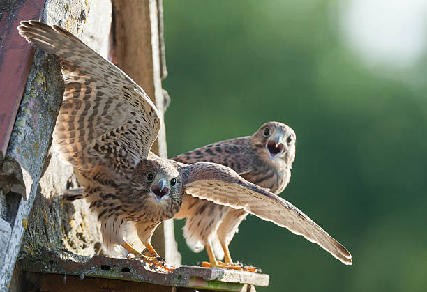 Common Kestrel (Falco tinnunculus) in flight against the sky.