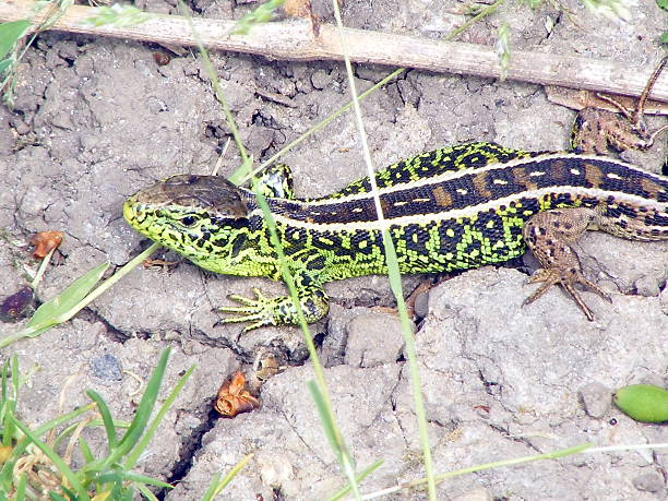 istock Green reptile on the garden 532354824