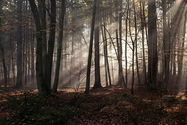 istock Mountain forest in the fog 532355560
