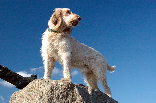 Spinone dog standing on a large stone, the dog is seen brom below.