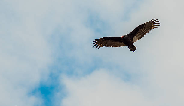istock Turkey Vulture Soaring in the Sky 532356313
