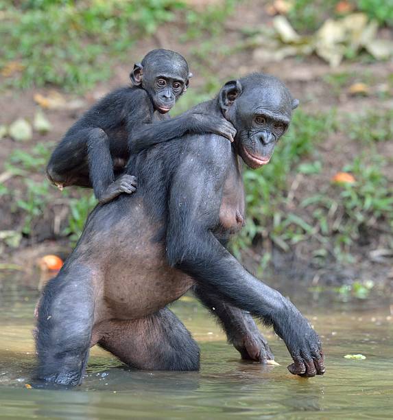 istock The Bonobo standing on legs in water with a cub 532356716