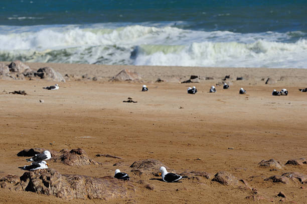 Kelp gull at fur seal colony at Cape Cross