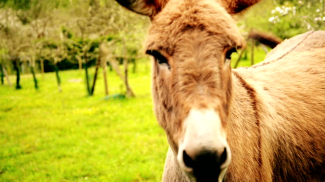 Donkey at the farm
