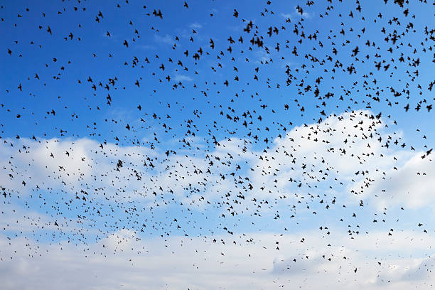 istock flock of birds 532372293