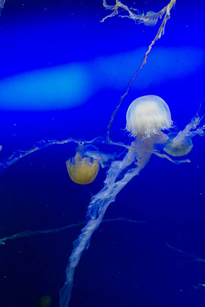 istock Jellyfish in Aquarium 532373103
