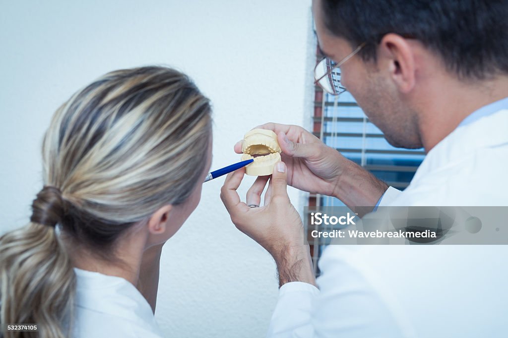 Dentists looking at mouth model Concentrated two dentists looking at mouth model 20-29 Years Stock Photo