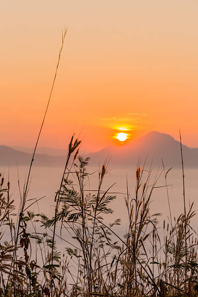 flower in background warm sunrise with smog sea stock photo