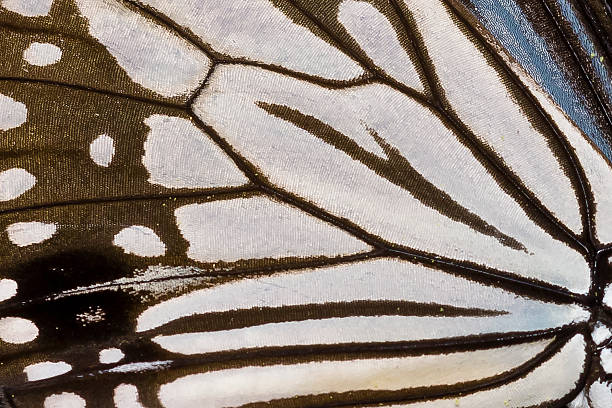 istock The wing of Glassy Tiger 532375105