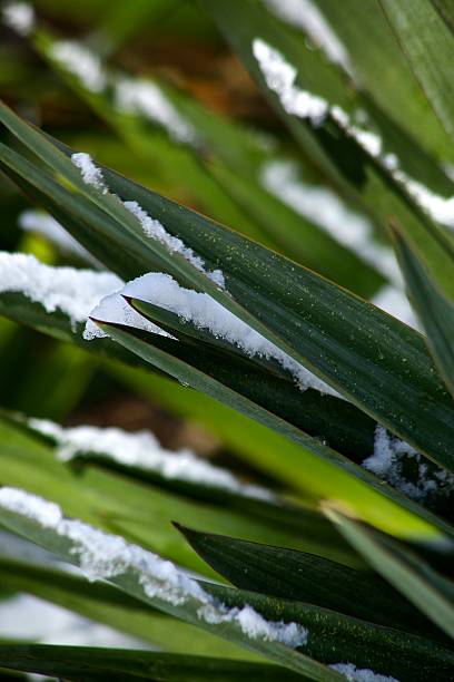 Snow Dipped Palm stock photo
