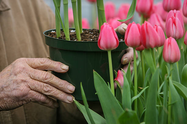 Tulip Gardening stock photo