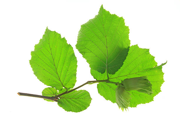 istock Little twig of the hazel tree 532376939