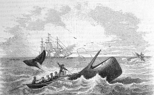 New Bedford Whale Boat Illustration from an 1860 issue of Harper's New Monthly Magazine showing a whaling boat from New Bedford or Nantucket dispatching small open boats with harpooners prepared to kill  a sperm whale. massachusetts illustrations stock illustrations