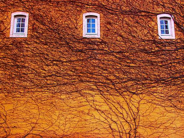 multi tangled vines on wall Santa Rosa,CA.