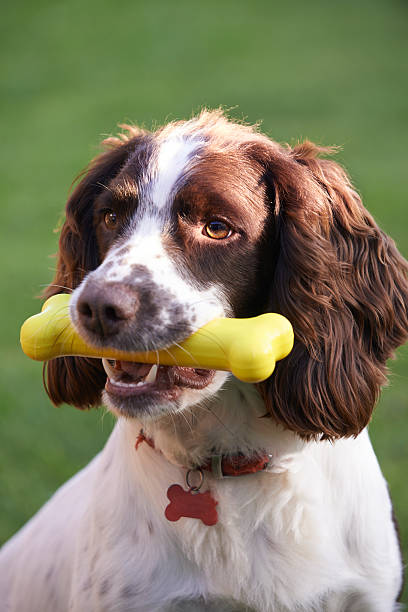 istock Spaniel Chewing Rubber Toy Bone In Garden 532378257