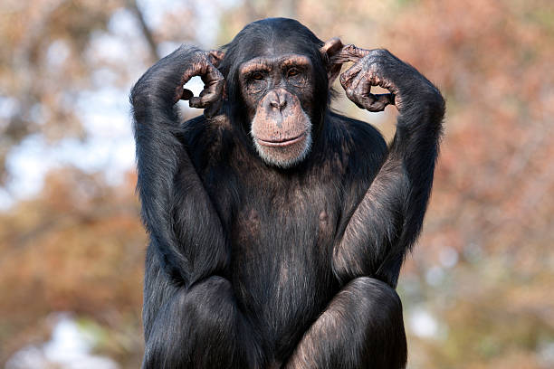 Hear no Evil Chimpanzee with his fingers in this ears chimpanzee photos stock pictures, royalty-free photos & images