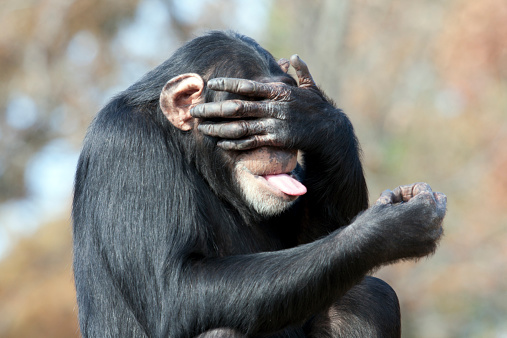 Chimpanzee covering eyes and sticking out tongue