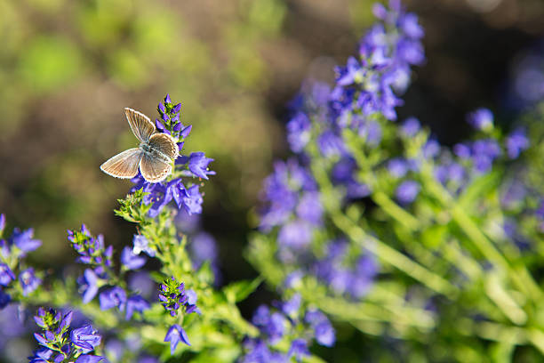 borboleta rabo-de-blue ocidental em uma flor - wascana lake - fotografias e filmes do acervo