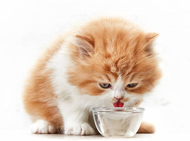 beautiful kitten drinking water beautiful kitten drinking water from glass bowl cat water stock pictures, royalty-free photos & images