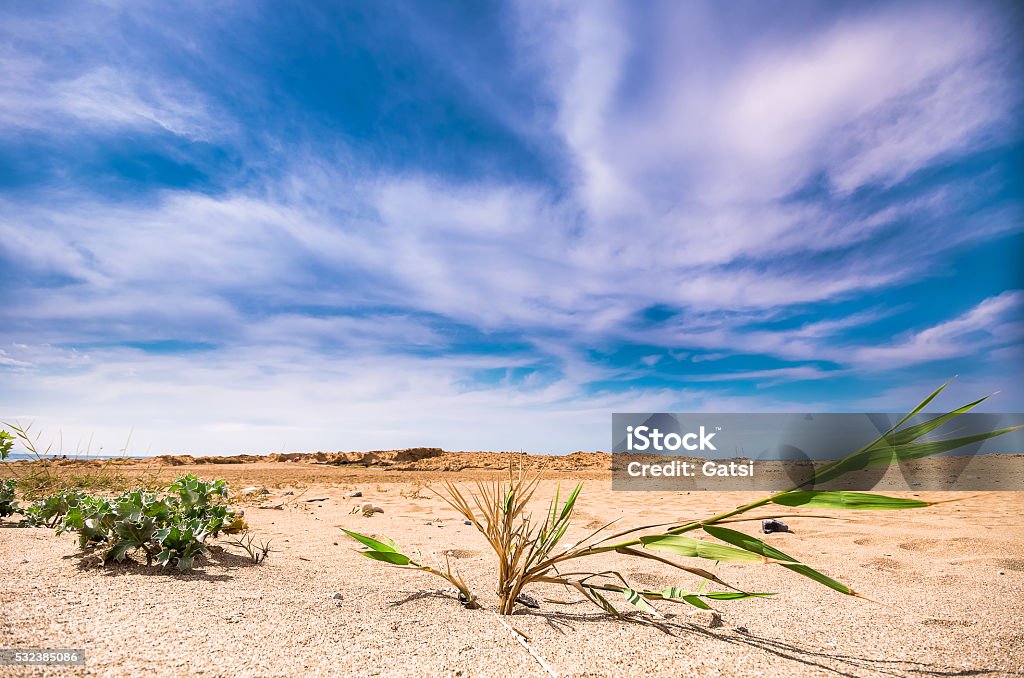 Green plants contrasts to the hot sand. Green plants contrasts to the hot sand under a blue cloudy sky at a bright day. Gold Beach - Normandy Stock Photo
