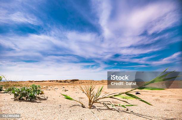 Green Plants Contrasts To The Hot Sand Stock Photo - Download Image Now - Gold Beach - Normandy, Crete, Vacations