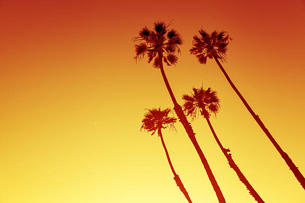 istock California Palms at sunset 532385342