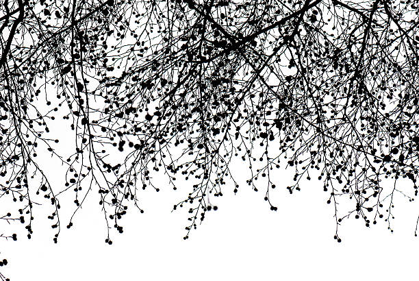 Branches gradient black branches gradient on white filligree stock pictures, royalty-free photos & images