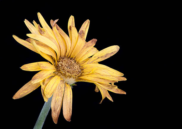 istock Yellow dahlia withered flower with petals 532385720